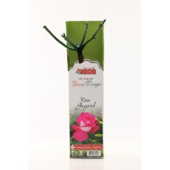 Роза Rose Gaujard чайно-гибридная (саж. ЗКС)  коробка Сербия "ПШ"