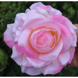 Цветок искусственный Роза головка 10х6см микс W583