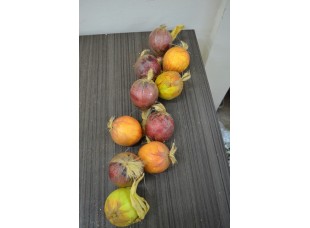 Плод искусственный Лук в связке цветной 12249