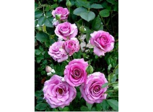 Роза Violette Parfumee грандифлора (саж.ЗКС) пакет Польша