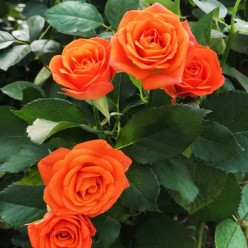 Роза Orange mini миниатюрная (саж. ЗКС) пакет Польша