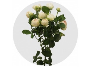 Роза штамбовая Порчелина "Monteаgro" 8.83