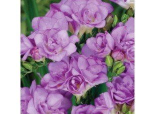 Фрезия Double Purple р.5-6  10 шт/уп луковица