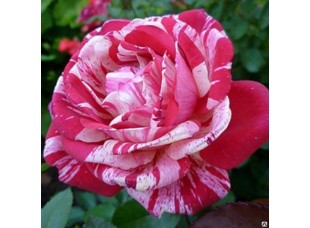 Роза Пасадена флорибунда С3 40-60см