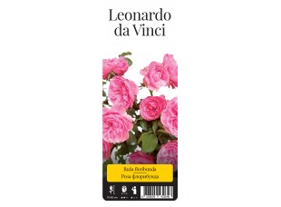 Роза Леонардо да Винчи флор. (саж. ЗКС) "Monteаgro" коробка 2.32