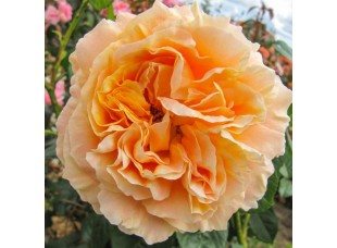 Роза Lord Byron плетистая горшок С3