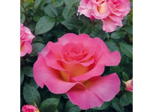 Роза Мондиаль чайно-гибридная С3