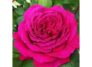 Роза чайно-гибридная "Big Purple"