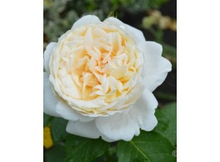 Роза штамбовая Нина Поулсен "Monteаgro" 8.75