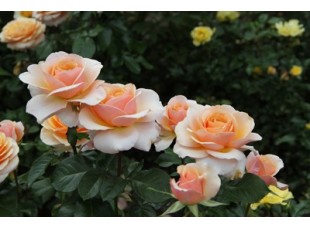 Роза Свит Леди чайно-гибридные  С3