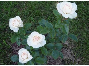 Роза Пьюдойче чайно-гибридная С3