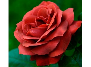 Роза Тэрракота чайно-гибридная  С3