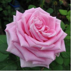 Роза Pink Aqva флорибунда горшок С3