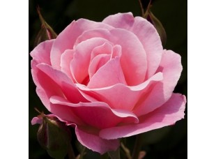 Роза Queen of England грандифлора/парковая горшок С3