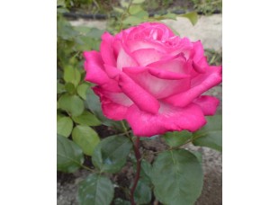 Роза Rose Gaujard чайно-гибридная горшок С3
