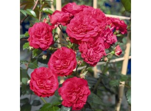 Роза Starlet Rose Lola плетистая горшок C3