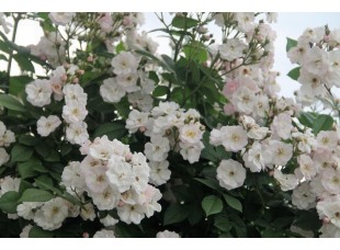 Роза Perennial Blush рамблер/плетистая C3