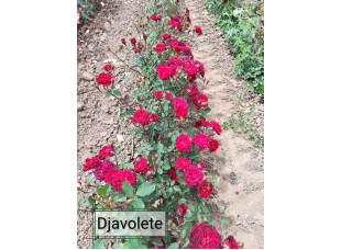 Роза Djavolete миниатюрная горшок С3