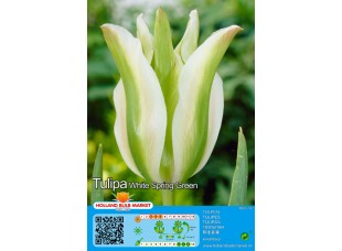 Тюльпан White Spring Green 5шт р.11/12 луковица 12182