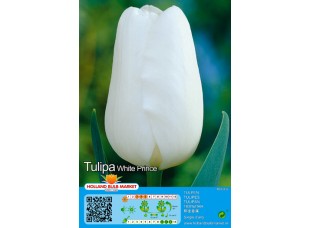 Тюльпан White Prince 5шт р.10/11 луковица 75012