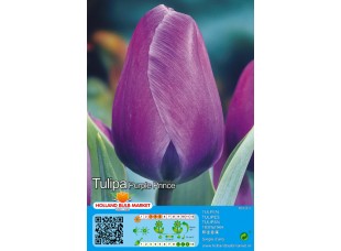 Тюльпан Purple Prince 5шт р.10/11 луковица 75013