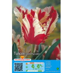 Тюльпан Estella Rijnveld 5шт р.11/12 луковица 75105