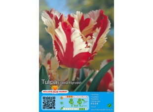 Тюльпан Estella Rijnveld 5шт р.11/12 луковица 75105